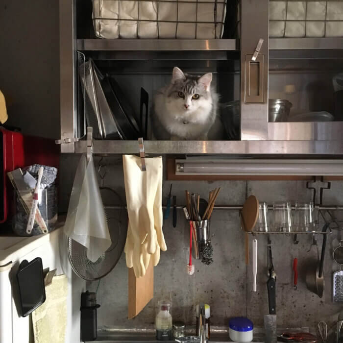 キッチンの道具と同じく収まったネコ