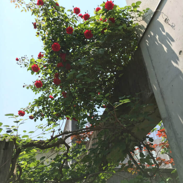 梁上の深紅のバラが満開な庭
