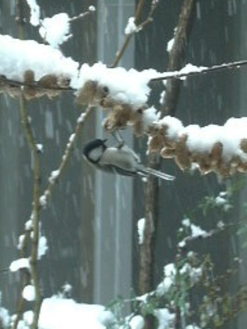 雪が降っても鳥たちは庭にやってきます