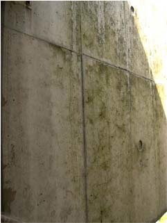 年月が経ってコケや汚れがついた、味のあるコンクリートの壁
