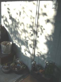 朝方、コンクリートの壁に映った木の影と、壁際に置かれた雑貨たち