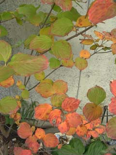 秋になると鮮やかに紅葉する、庭のヤマボウシ