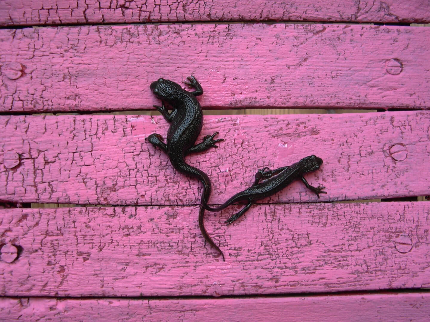 ピンクに塗られた板の上にいる、2匹の大小の黒いイモリ