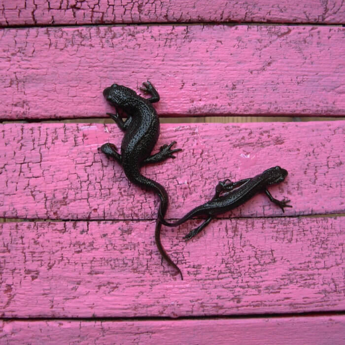 ピンクに塗られた板の上にいる、2匹の大小の黒いイモリ