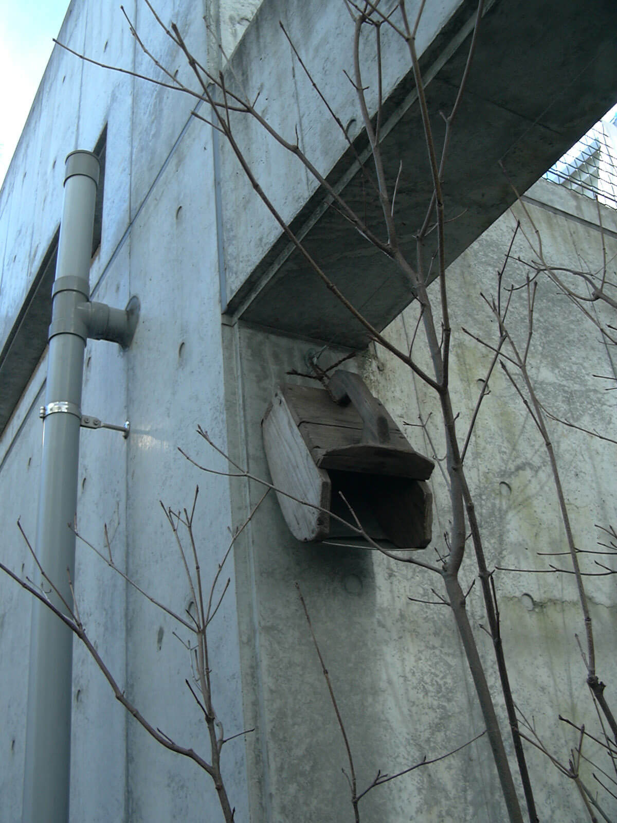 屋外のコンクリートの壁に付けられた、鳥やコウモリの巣のための古い木箱