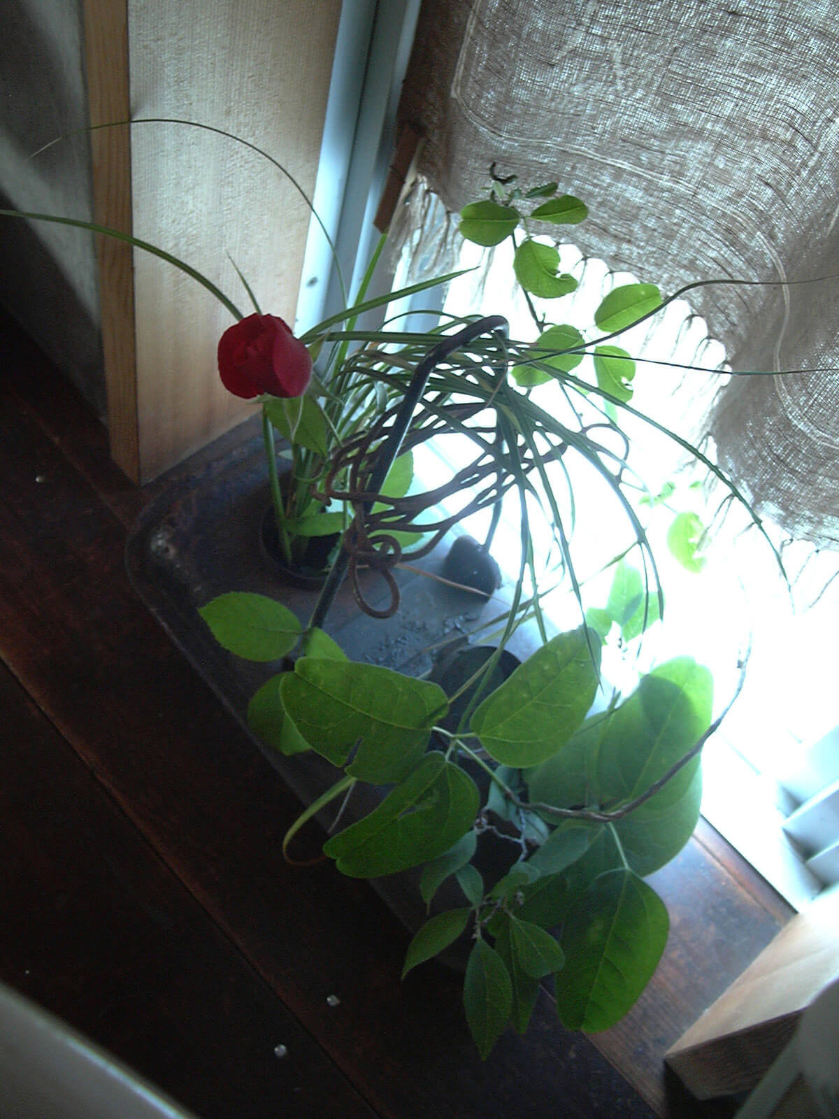 窓際に置かれた、緑の葉の植物と、赤い花が咲いた植物