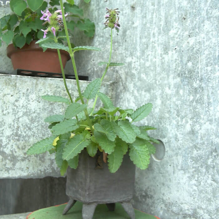 陶芸教室で作った、自作の小さい植木鉢に入った、小さな紫の花をつけた植物