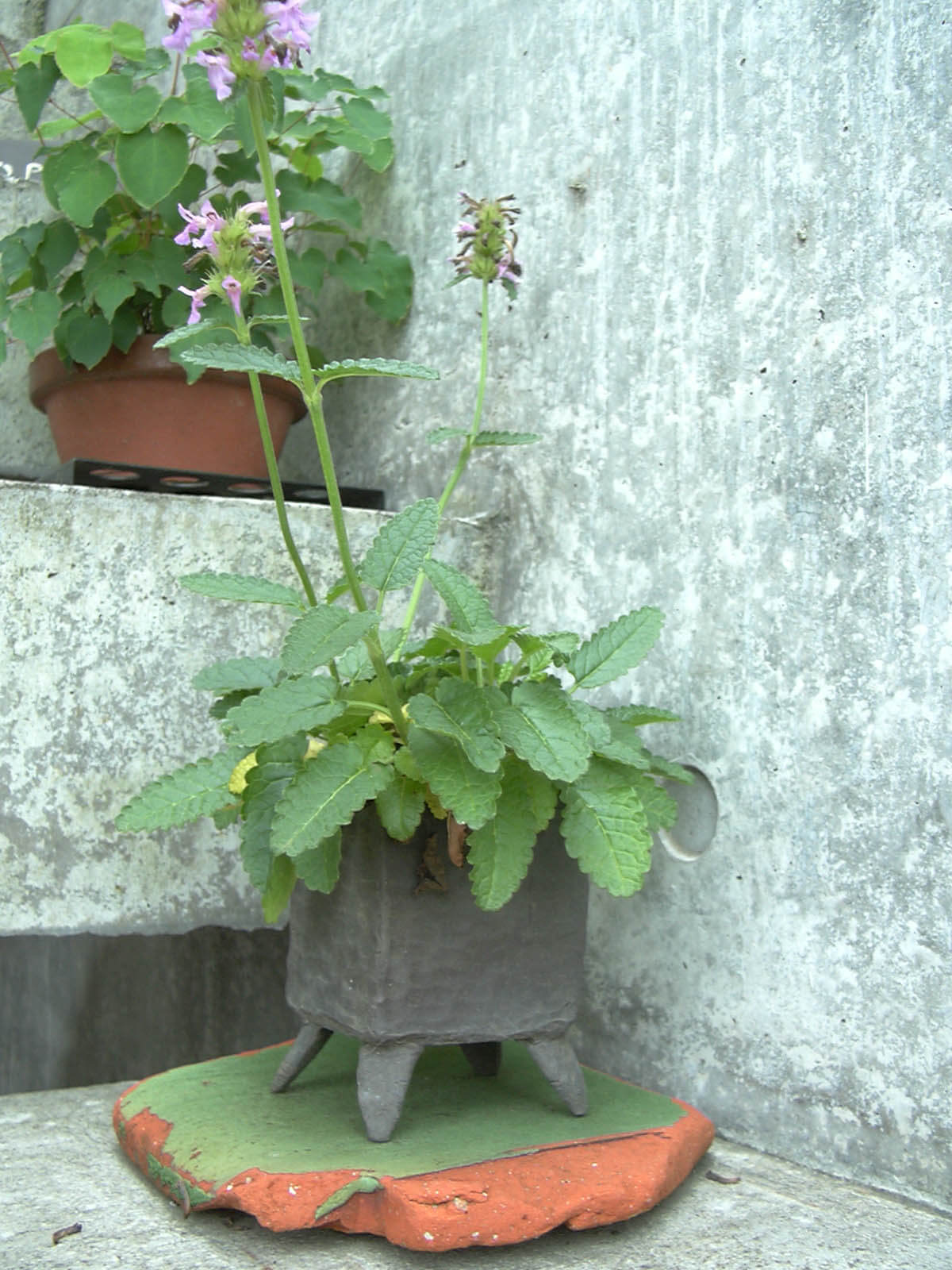 陶芸教室で作った、自作の小さい植木鉢に入った、小さな紫の花をつけた植物