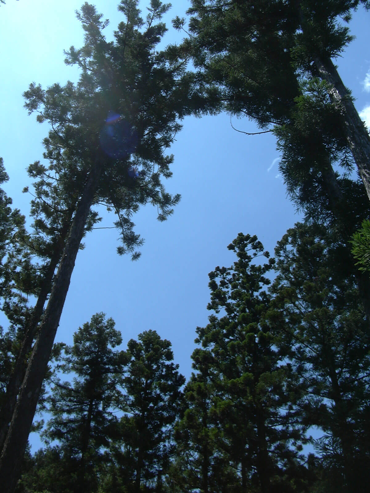 夏のキャンプで来た林の、木々のすき間から見える快晴の空