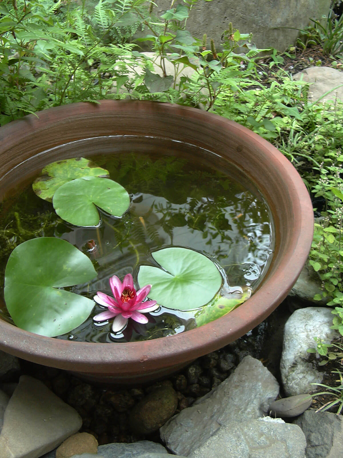 庭に置いてある、一輪のハスの花が咲いている水の入った丸い鉢