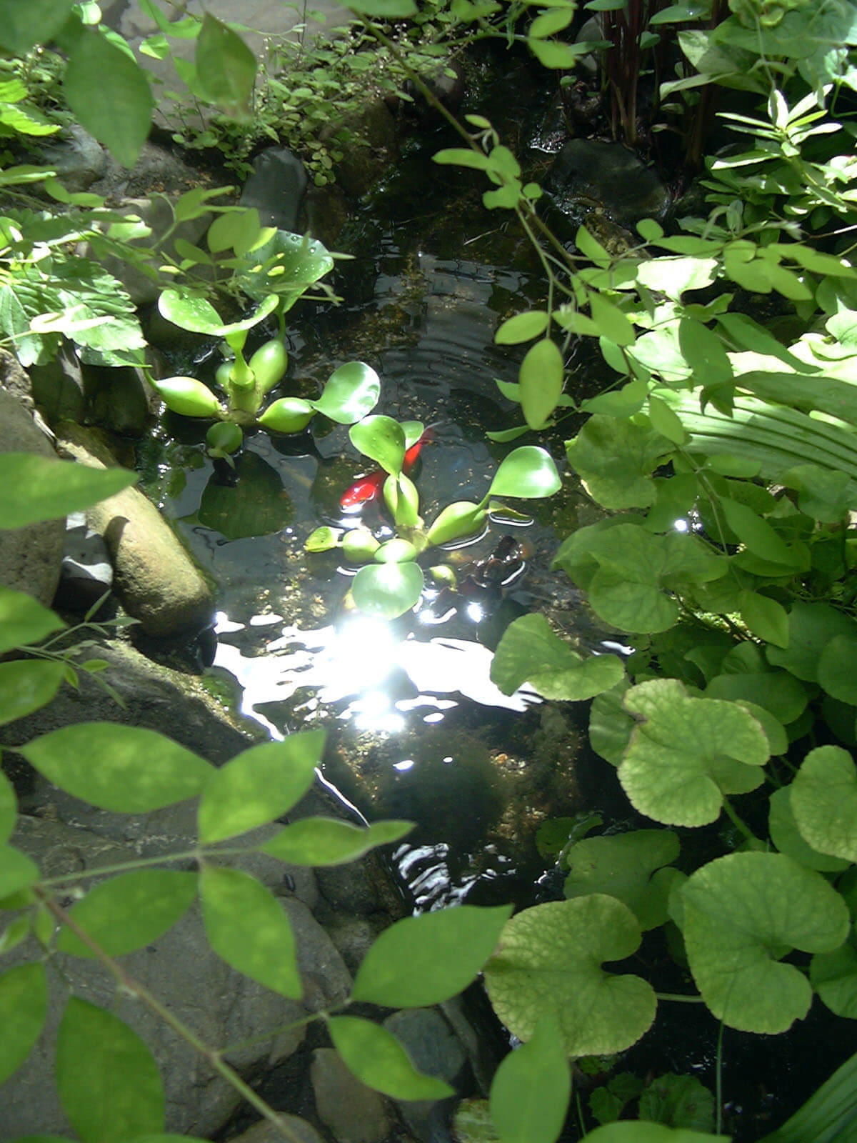 金魚が泳いでいる、草に囲まれた庭の小さな池