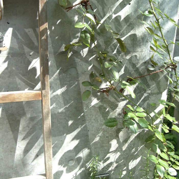 秋の庭のコンクリートの壁に映る、木のはしごと細い枝の木の影