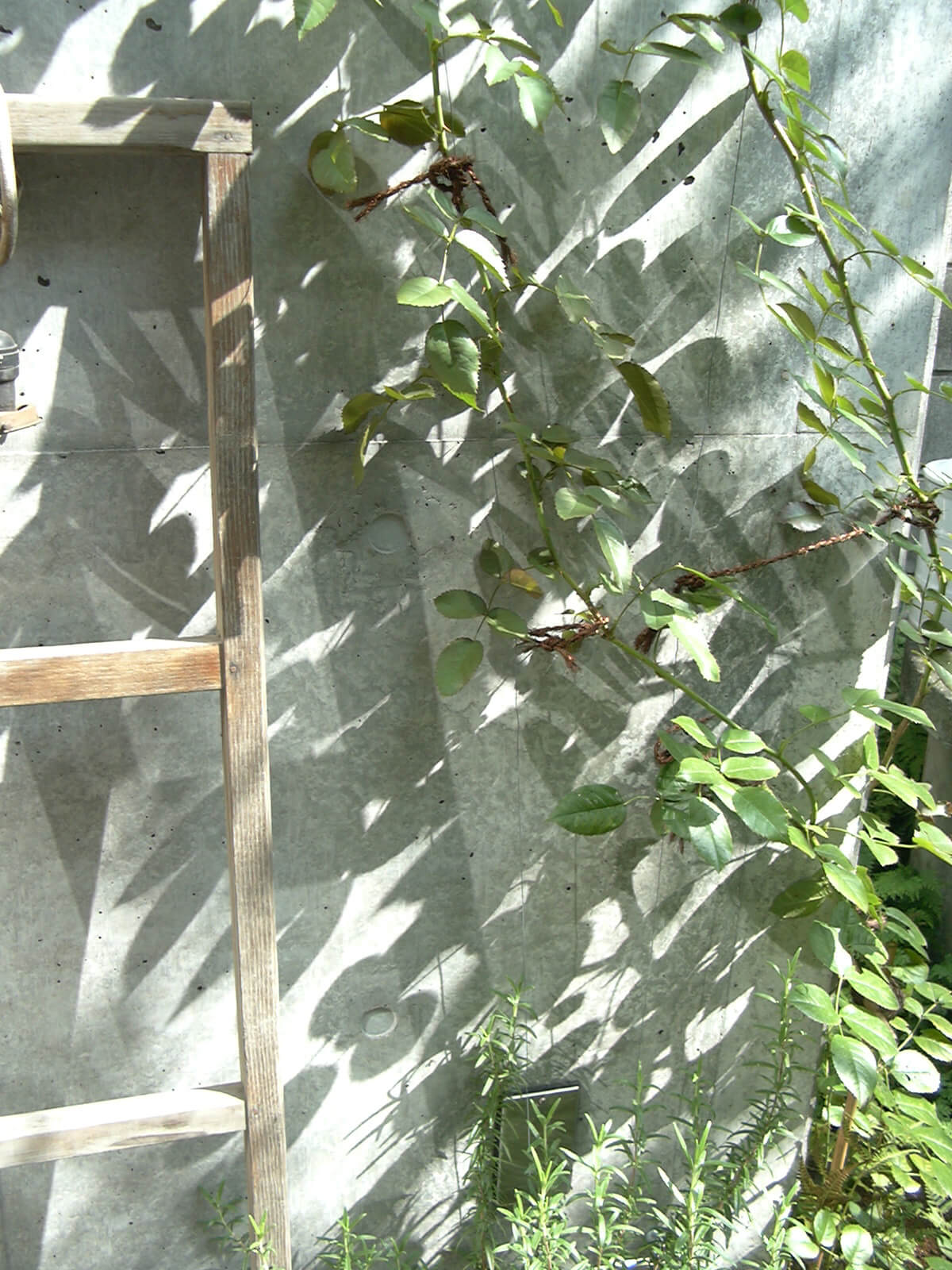 秋の庭のコンクリートの壁に映る、木のはしごと細い枝の木の影