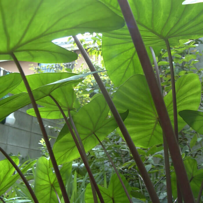 庭を下から眺めた、植物がたくさんあるジャングルのような光景