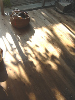 晴れた冬の日のリビングのフローリングの床に映った、木の影