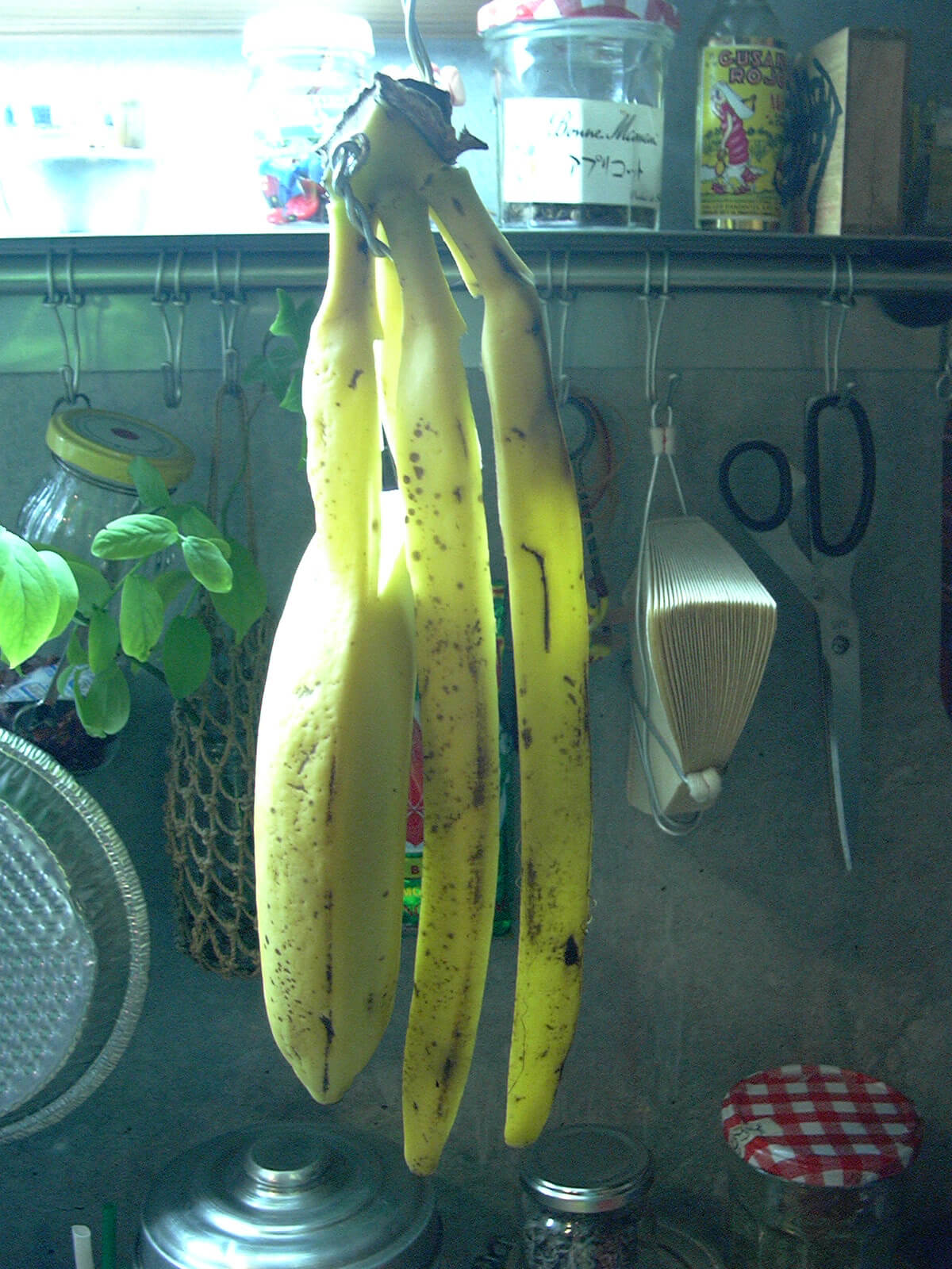 キッチンに針金で吊るされた、暑さで一部が勝手に剥けて落ちてしまったバナナ
