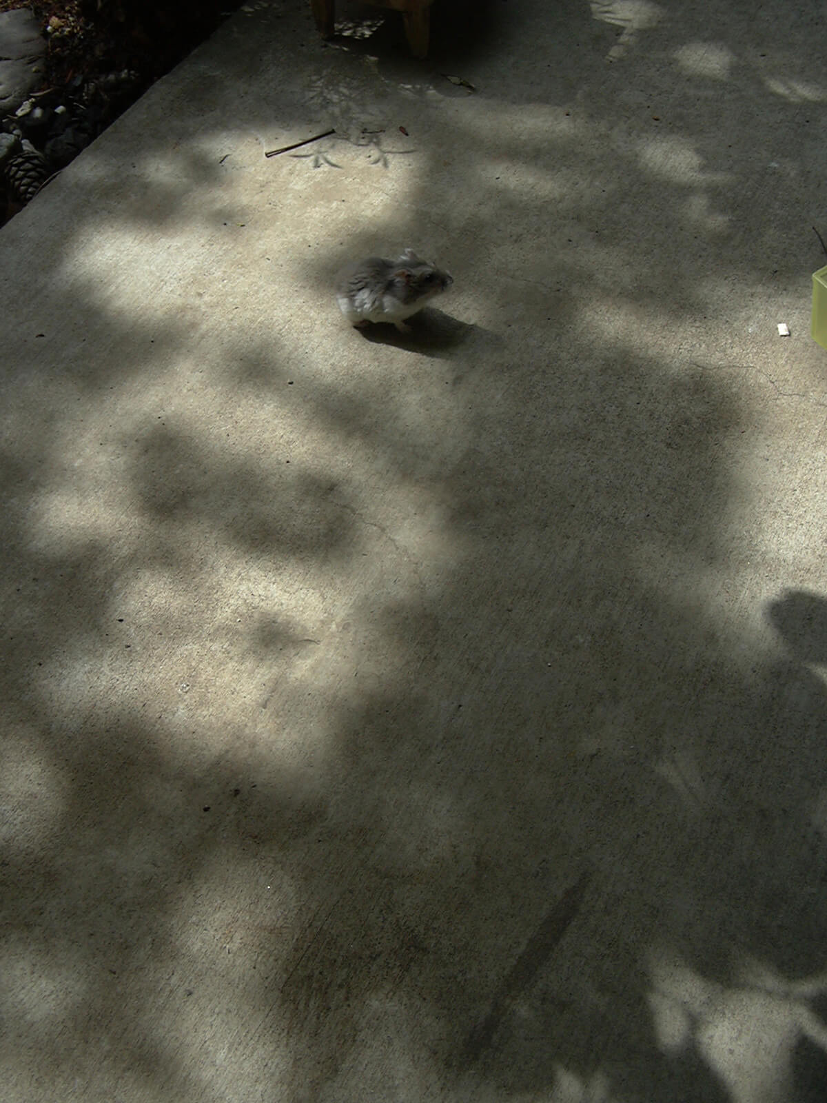 木の影が映った薄暗い土間の床にいる、小さな一匹のハムスター
