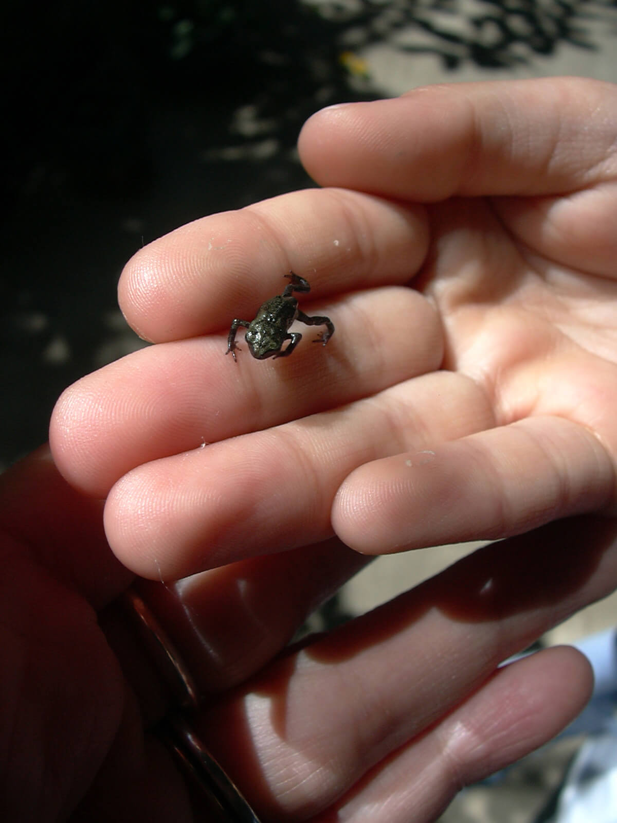 公園の池から捕ってきたカエルのタマゴから孵った、1.5センチくらいの小さな黒いカエル