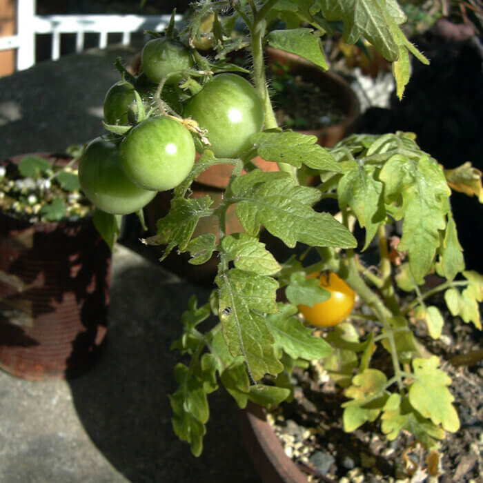 11月に緑の実をつけている、庭に置かれたミニトマトの鉢
