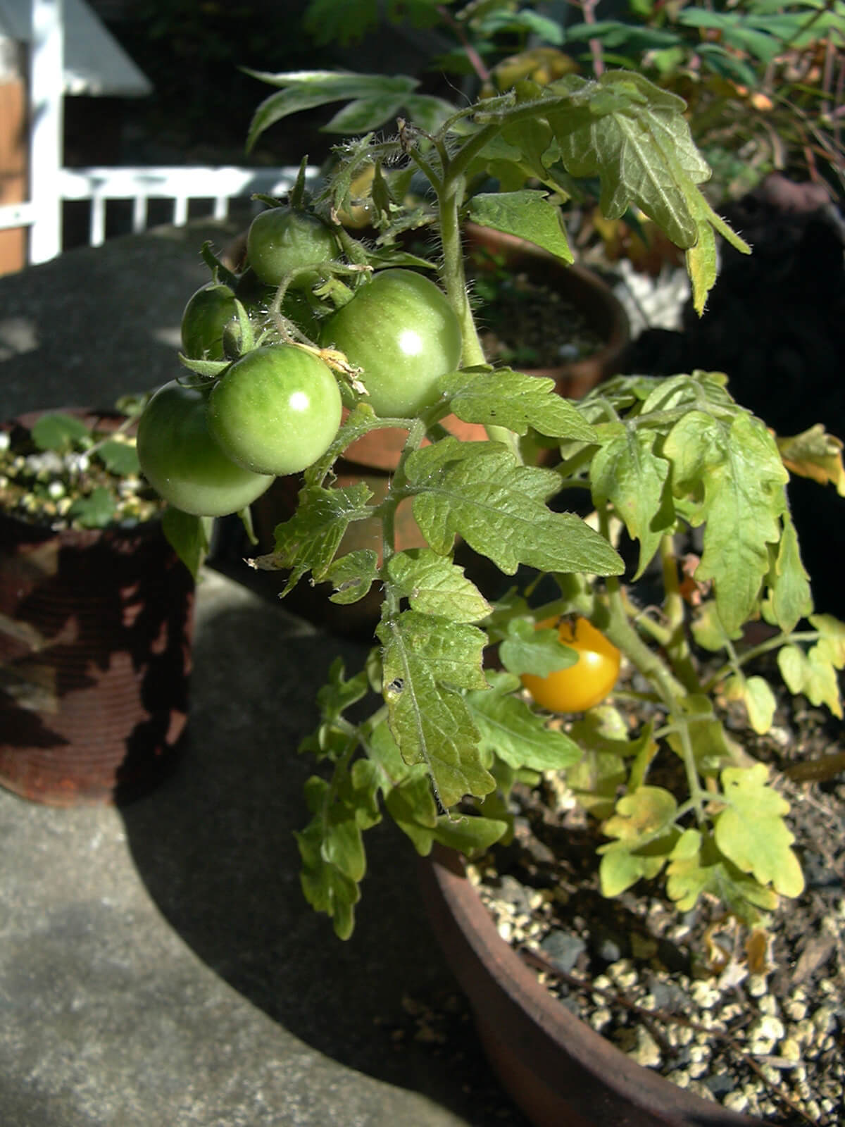 11月に緑の実をつけている、庭に置かれたミニトマトの鉢