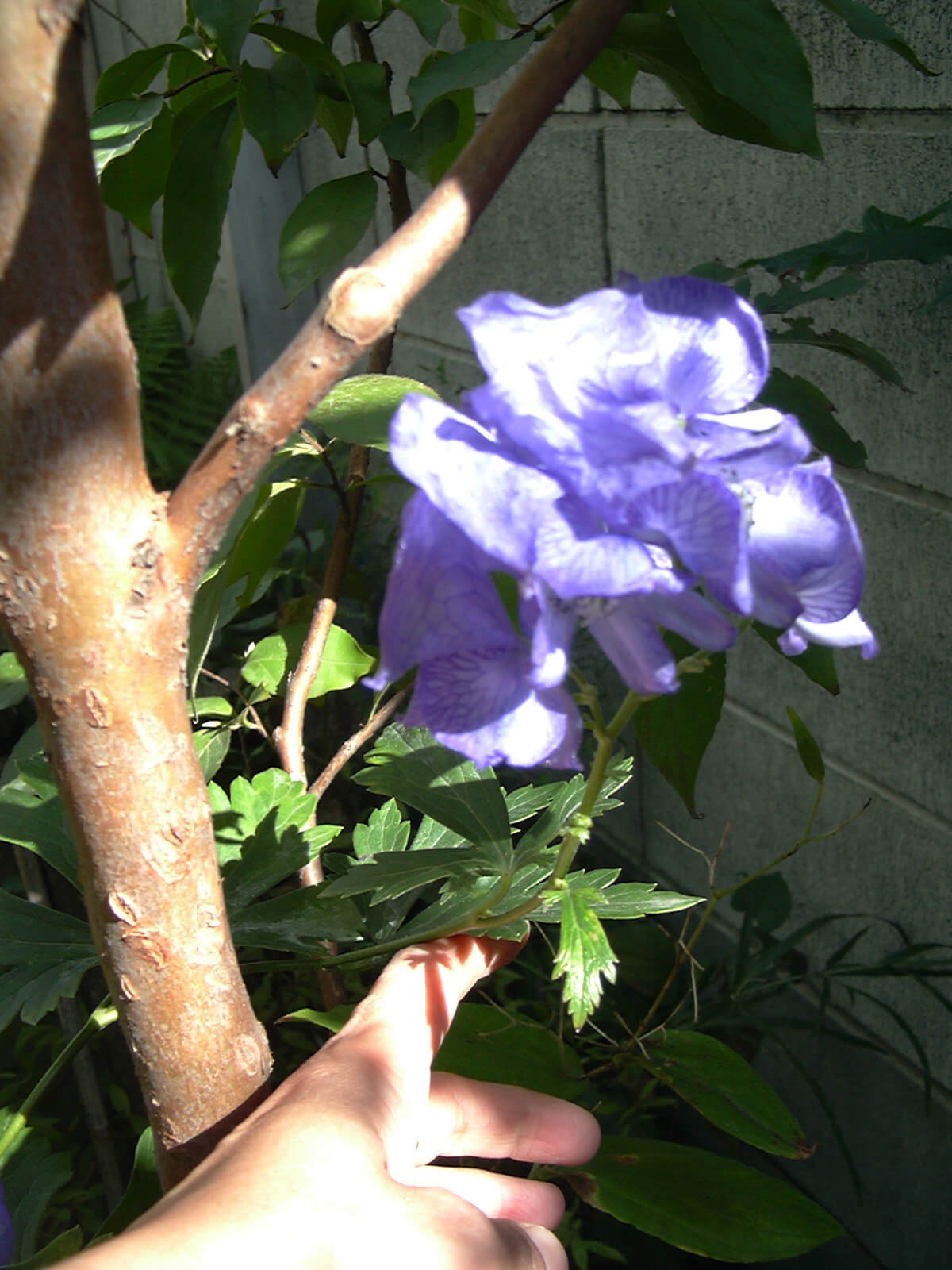 庭に咲いた、毒のある大きな紫のトリカブトの花