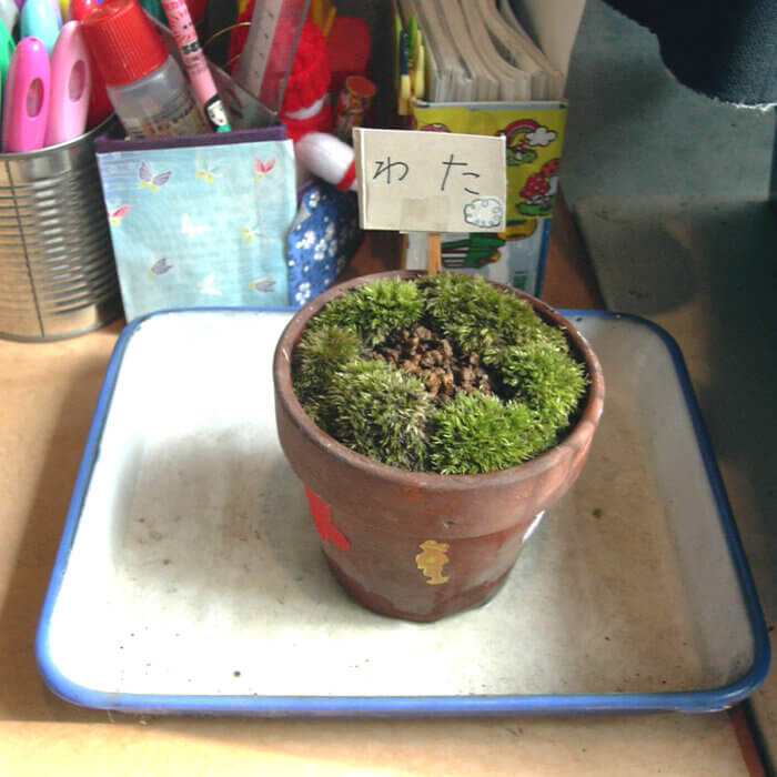 子どもの机の上に置かれた、わたの種を植えた小さな植木鉢
