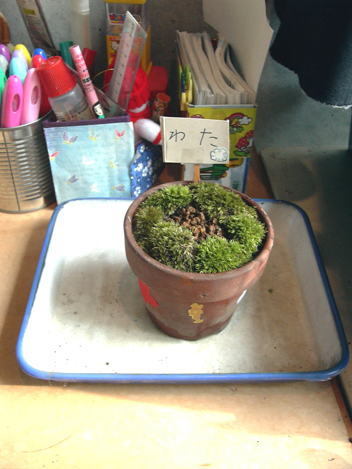 子どもの机の上に置かれた、わたの種を植えた小さな植木鉢