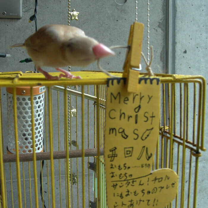 鳥かごの上に乗っているシナモン文鳥と、鳥かごにつけられた、紙の靴下のサンタへのクリスマスメッセージカード