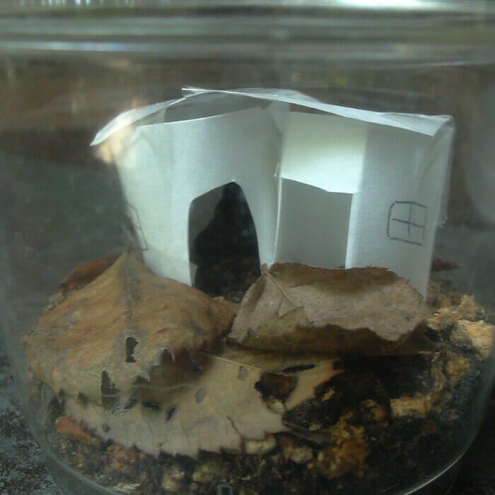 2007年もダンゴ虫を捕まえて2006年よりも大きなケースにダンゴムシ用の紙カップで作った家を子供が作成済みです